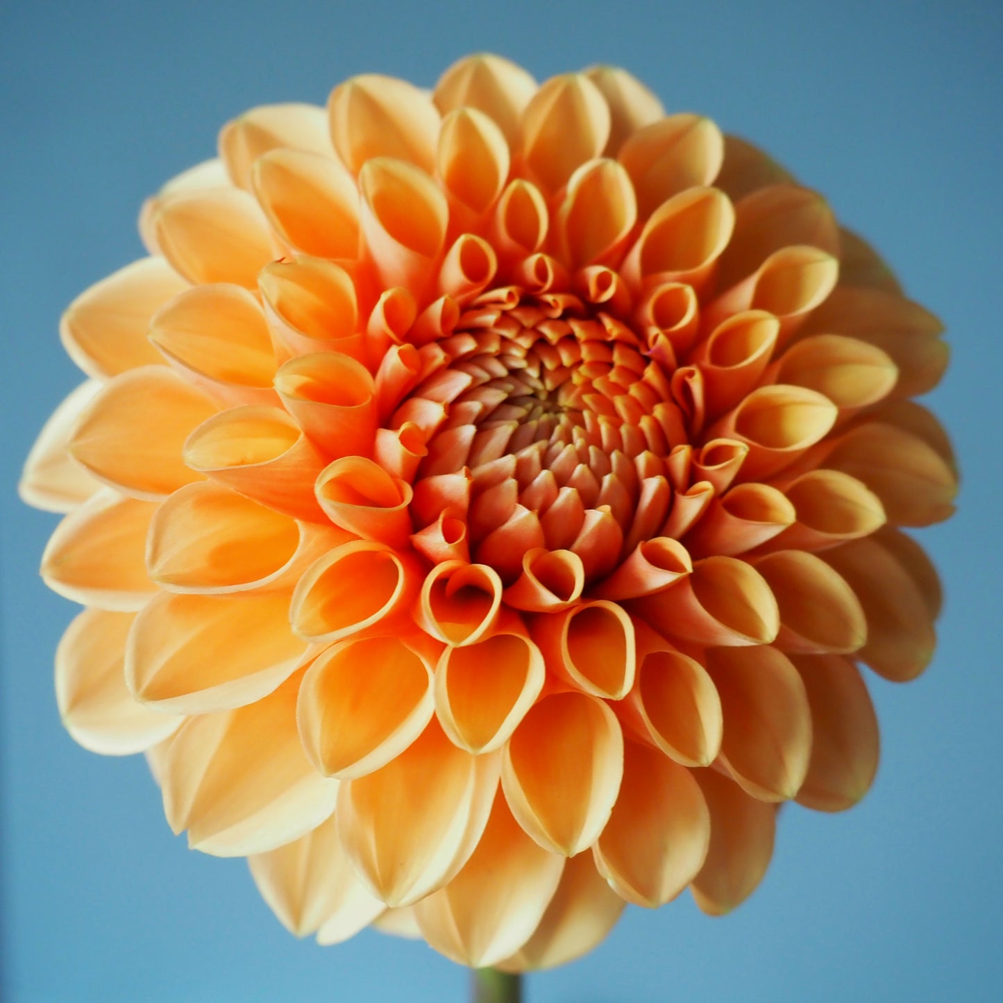 Dahlia Tuber - Maarn