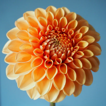 Dahlia Tuber - Maarn