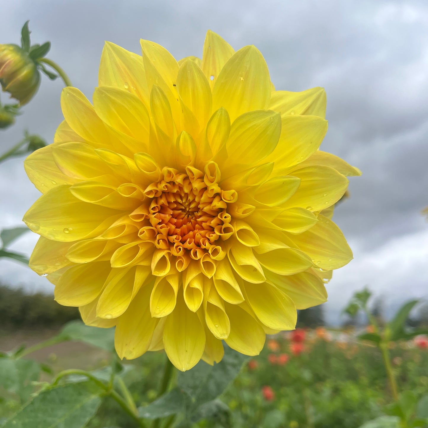 Dahlia Tuber - Mary Lou