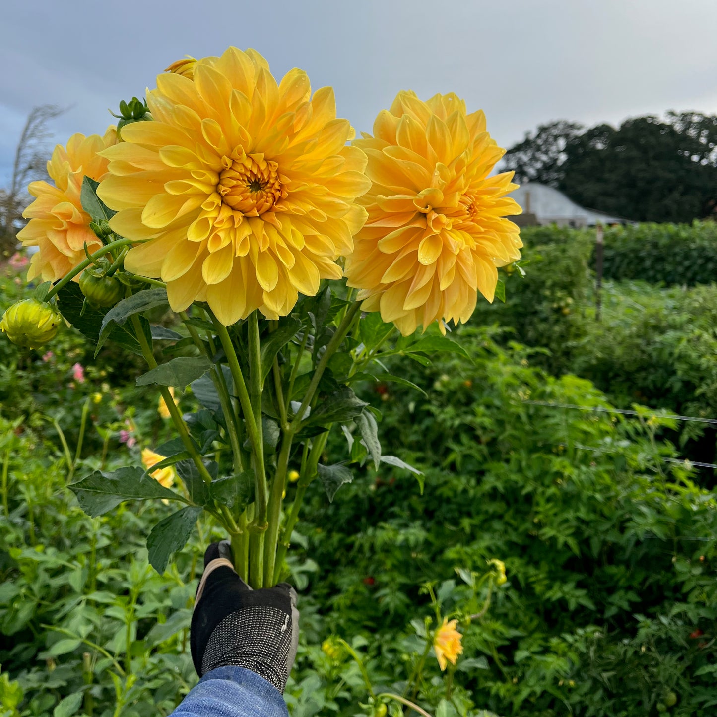 Dahlia Tuber - Mary Lou