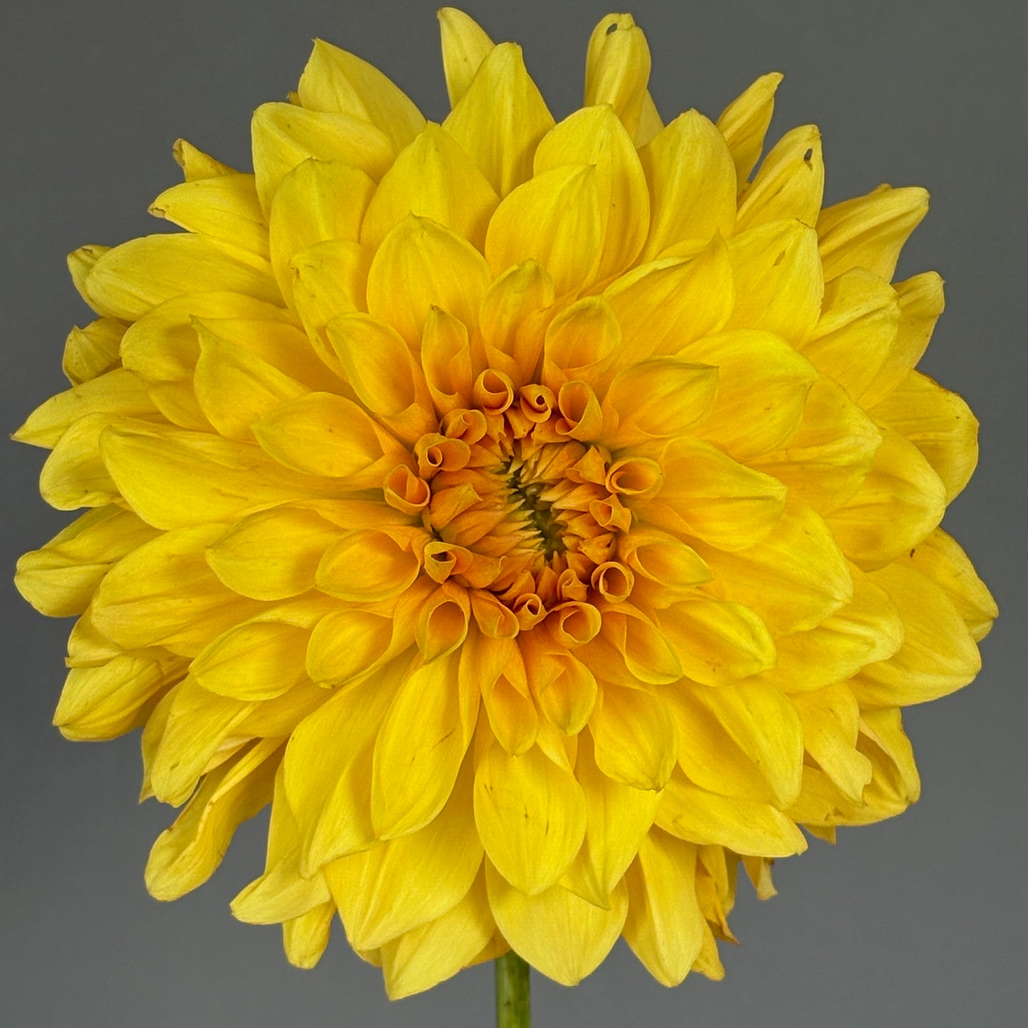 Dahlia Tuber - Mary Lou