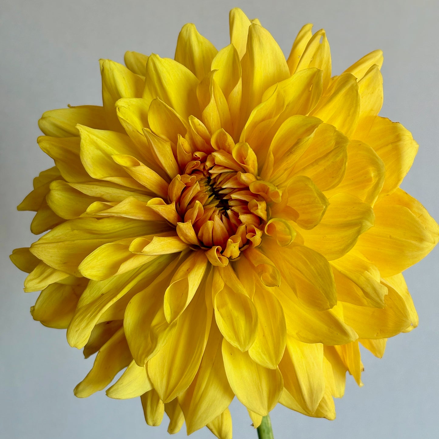 Dahlia Tuber - Mary Lou