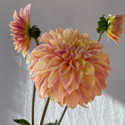 Dahlia Tuber - Miss Amara