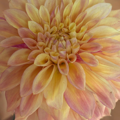 Dahlia Tuber - Miss Amara