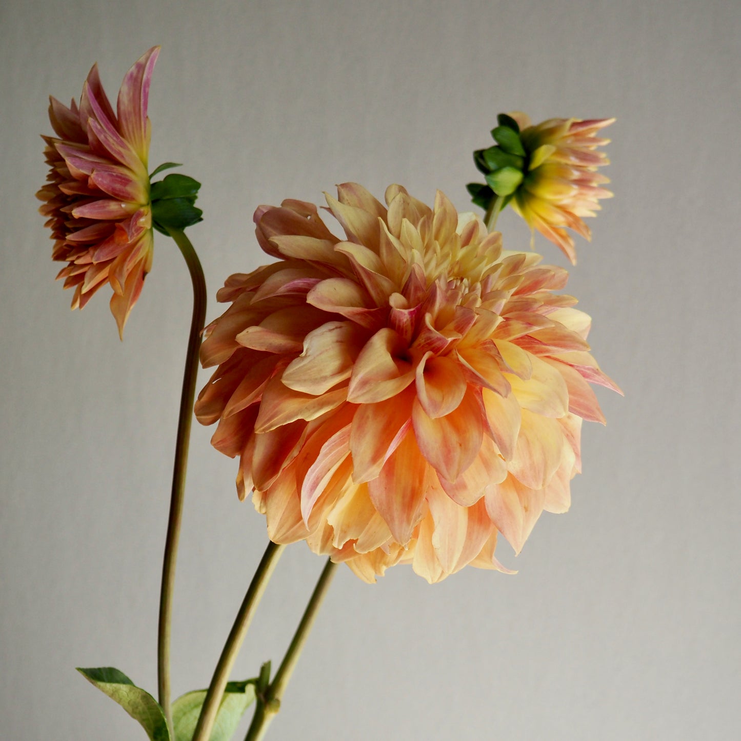 Dahlia Tuber - Miss Amara