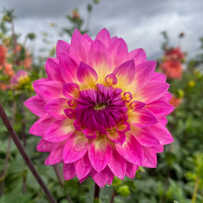 Dahlia Tuber - Miss Delilah