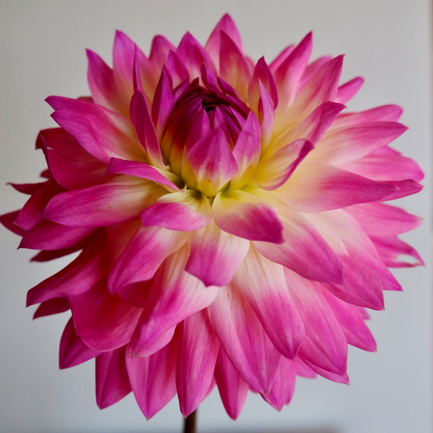 Dahlia Tuber - Miss Delilah