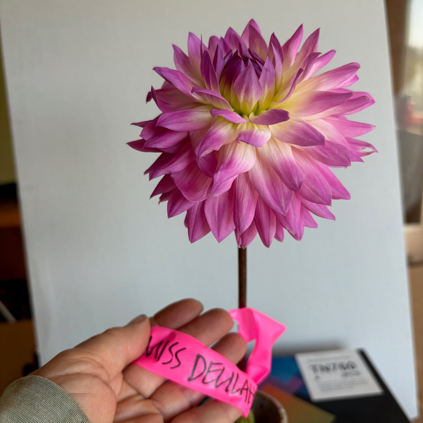 Dahlia Tuber - Miss Delilah