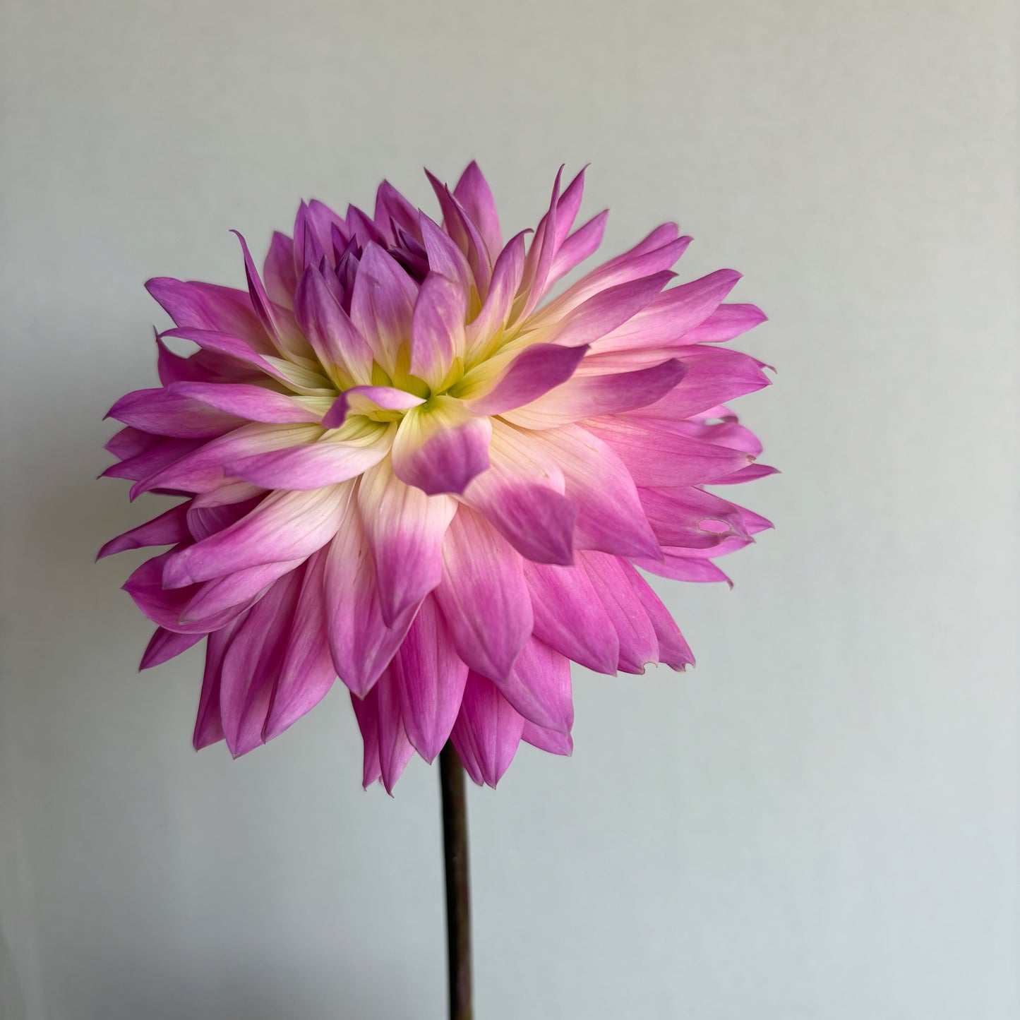 Dahlia Tuber - Miss Delilah