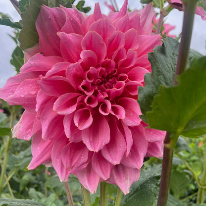 Dahlia Tuber - Otto's Thrill