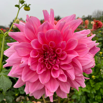 Dahlia Tuber - Otto's Thrill