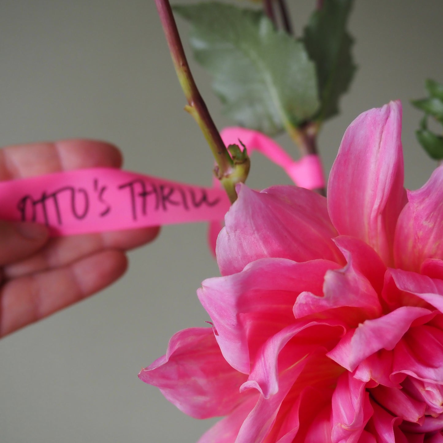 Dahlia Tuber - Otto's Thrill