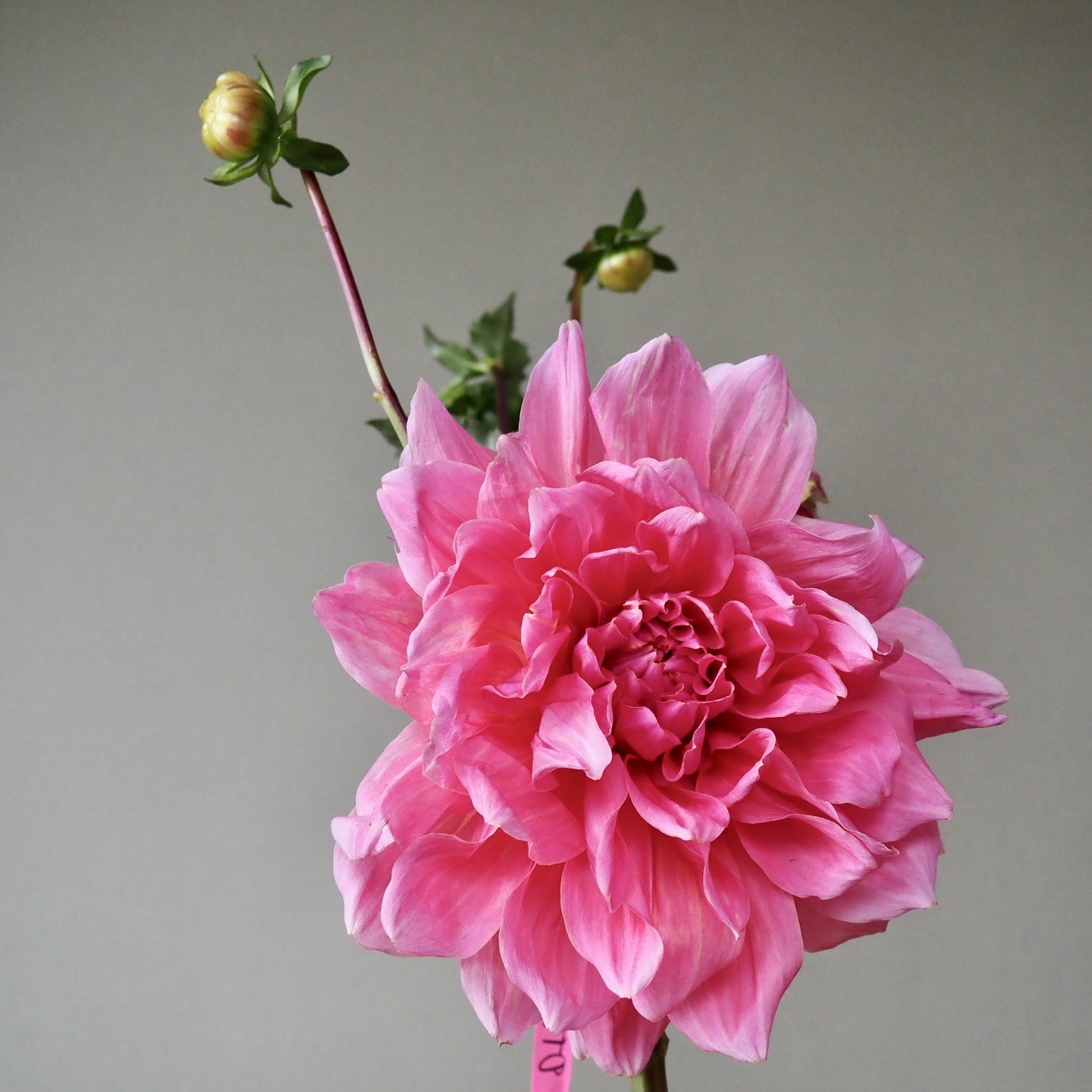 Dahlia Tuber - Otto's Thrill