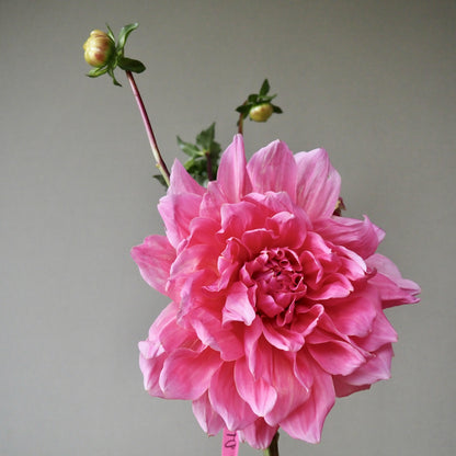 Dahlia Tuber - Otto's Thrill