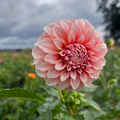 Dahlia Tuber - Peaches N Cream