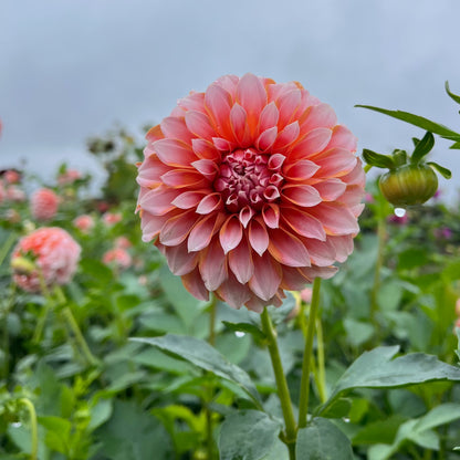 Dahlia Tuber - Peaches N Cream