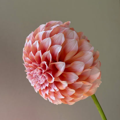 Dahlia Tuber - Peaches N Cream