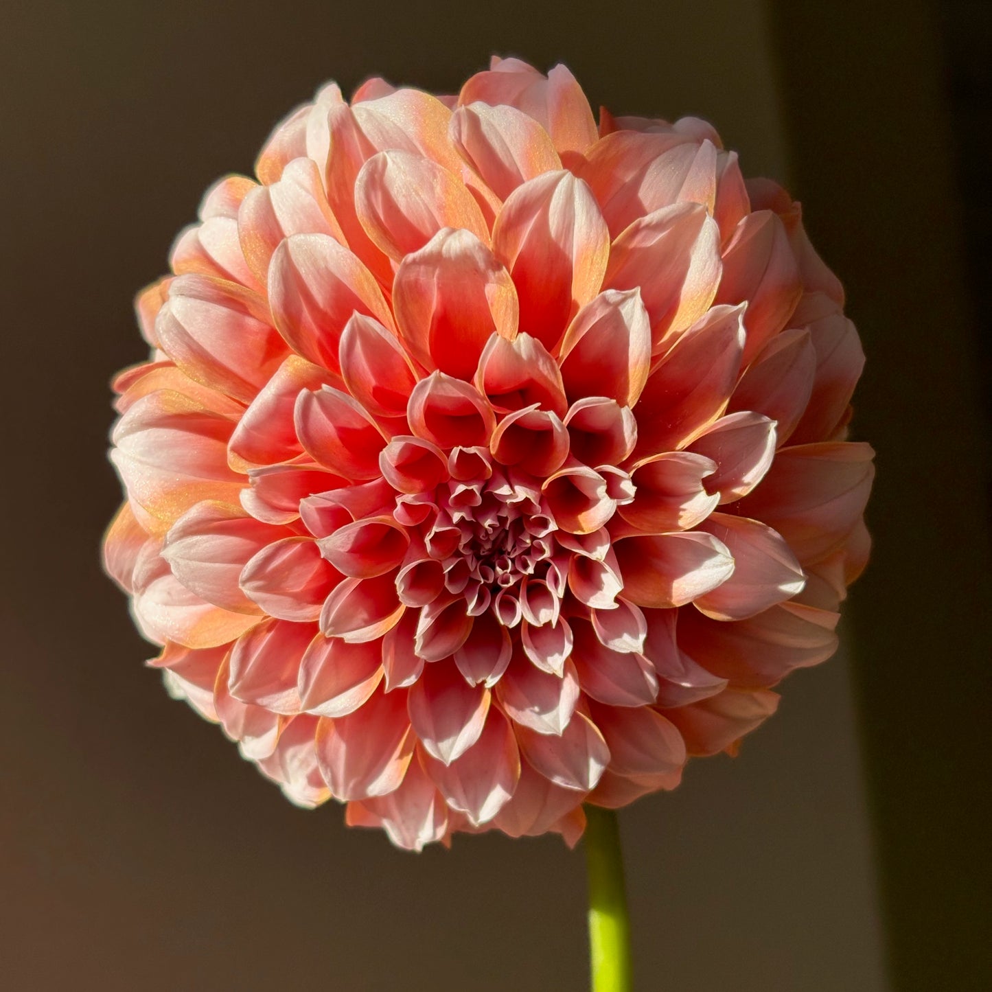 Dahlia Tuber - Peaches N Cream