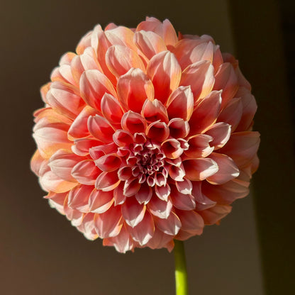 Dahlia Tuber - Peaches N Cream