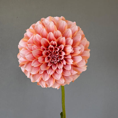 Dahlia Tuber - Peaches N Cream