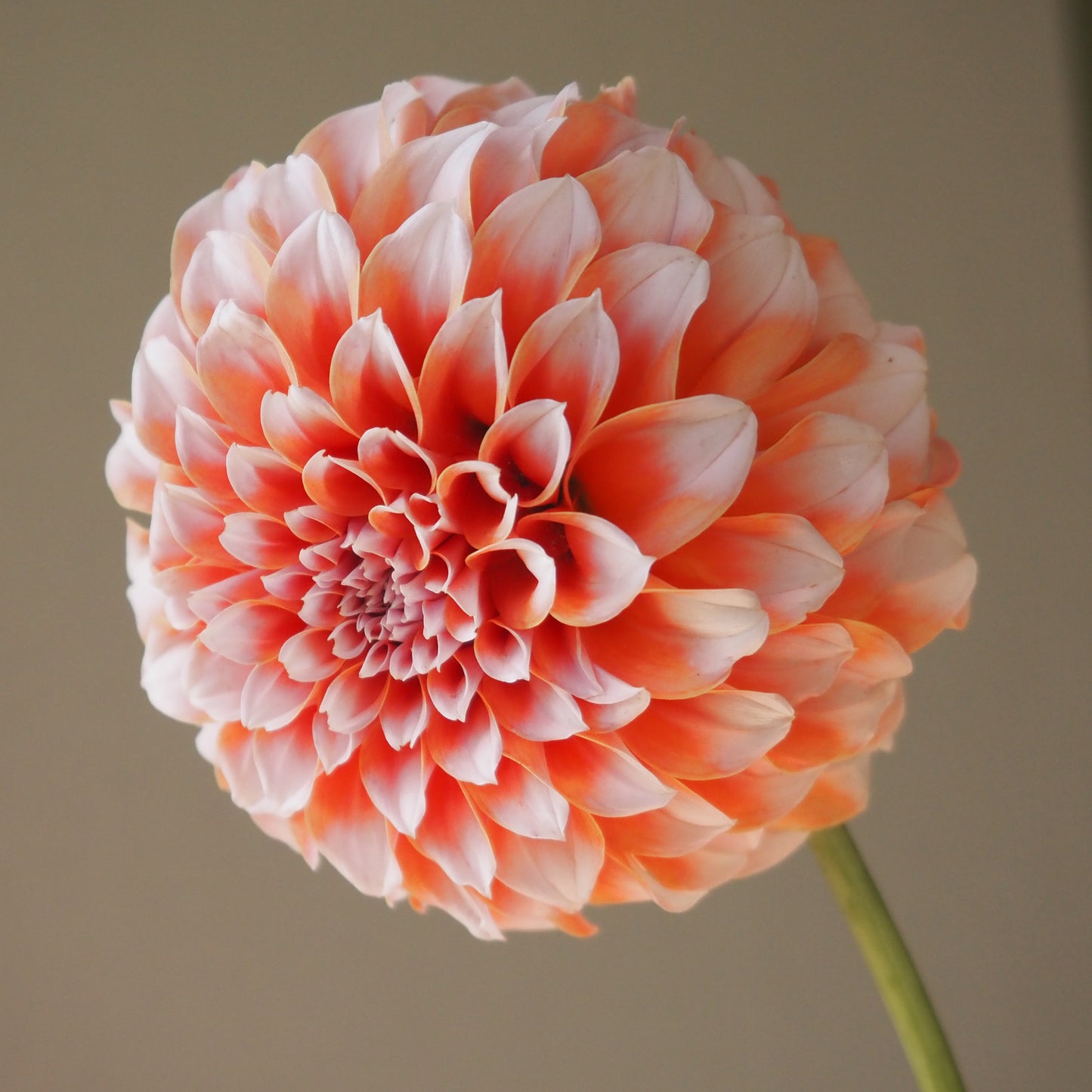 Dahlia Tuber - Peaches N Cream