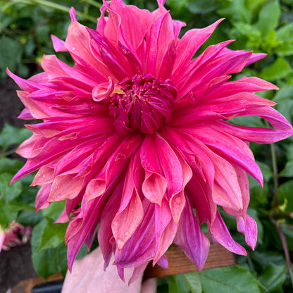Dahlia Tuber - Penhill Dark Monarch