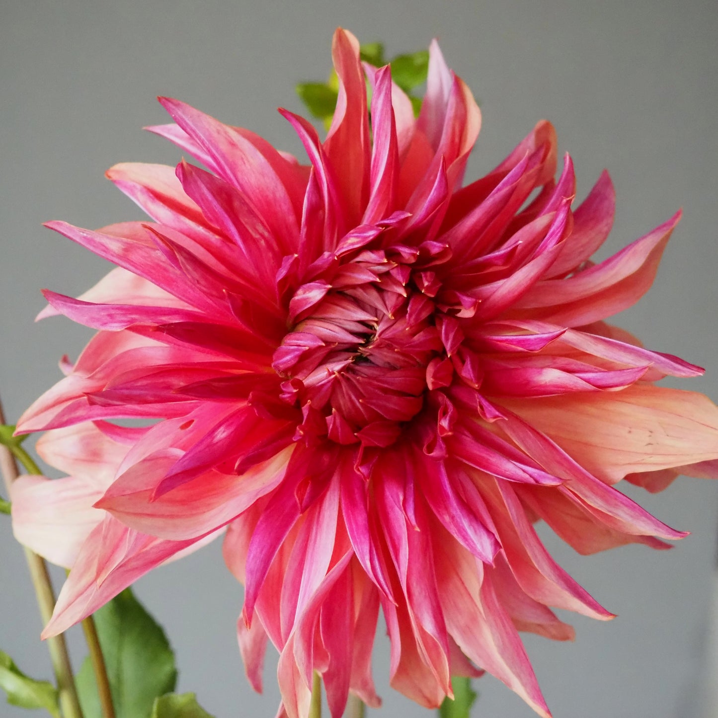 Dahlia Tuber - Penhill Dark Monarch