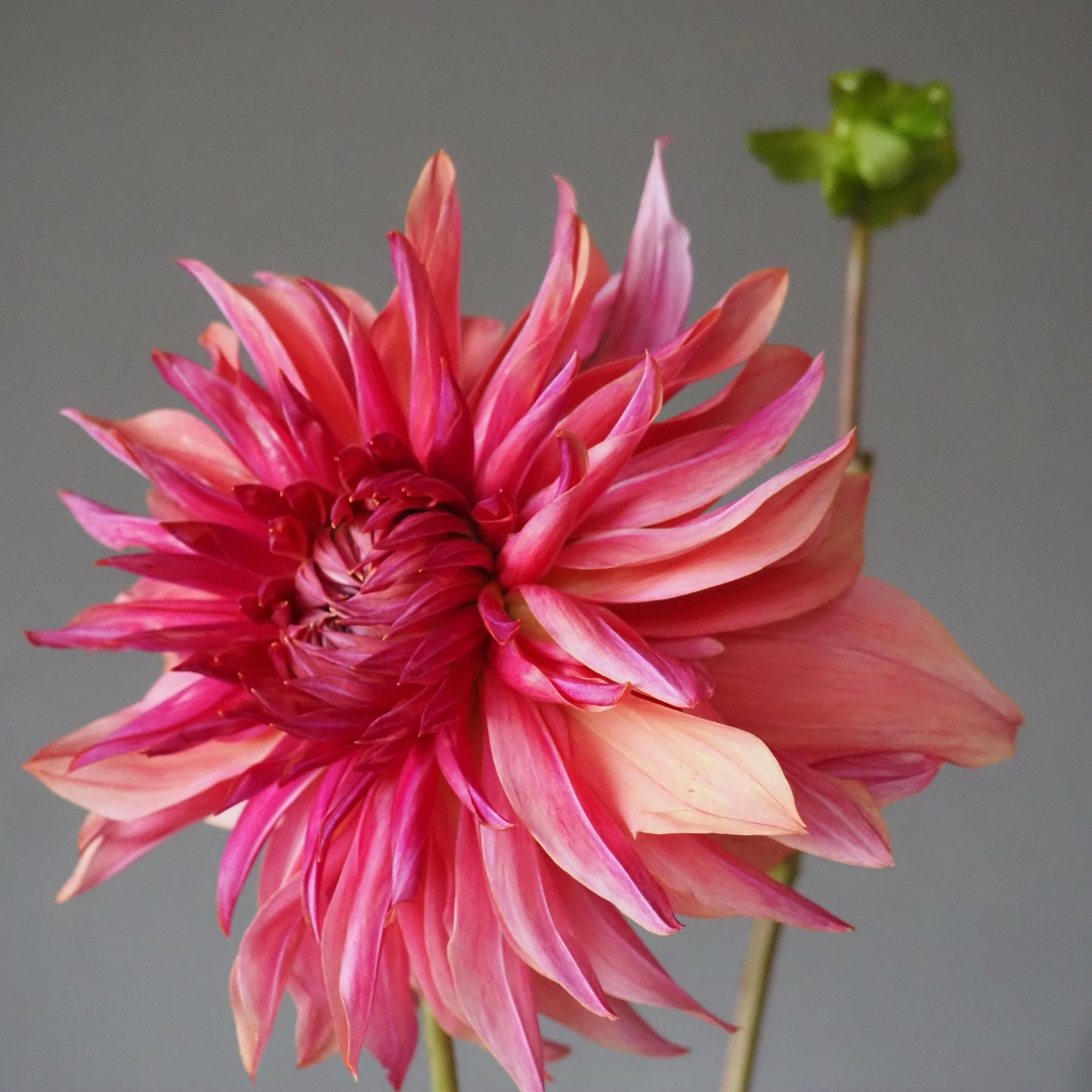 Dahlia Tuber - Penhill Dark Monarch