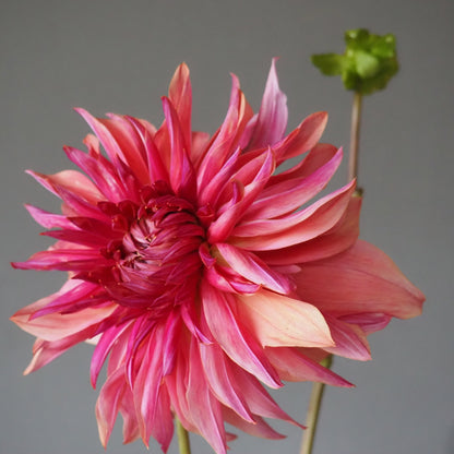 Dahlia Tuber - Penhill Dark Monarch