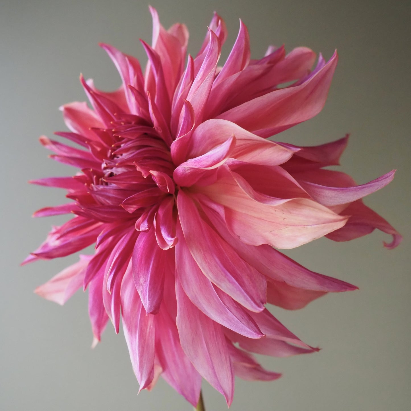 Dahlia Tuber - Penhill Dark Monarch