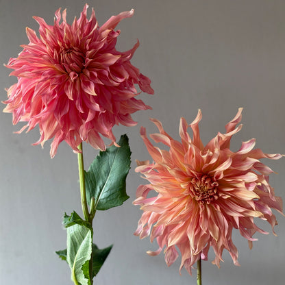 Dahlia Tuber - Penhill Watermelon