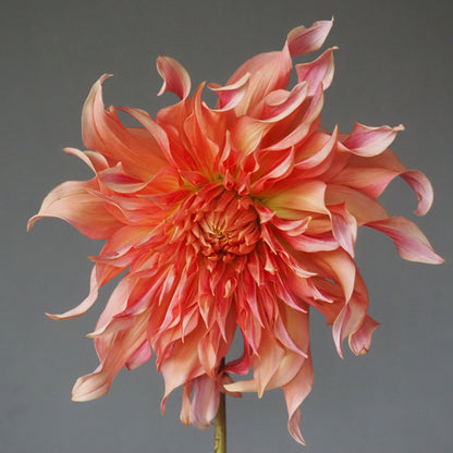 Dahlia Tuber - Penhill Watermelon