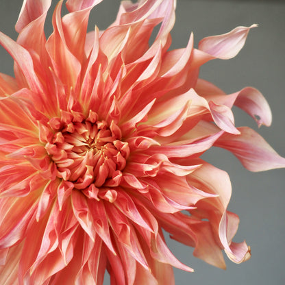 Dahlia Tuber - Penhill Watermelon