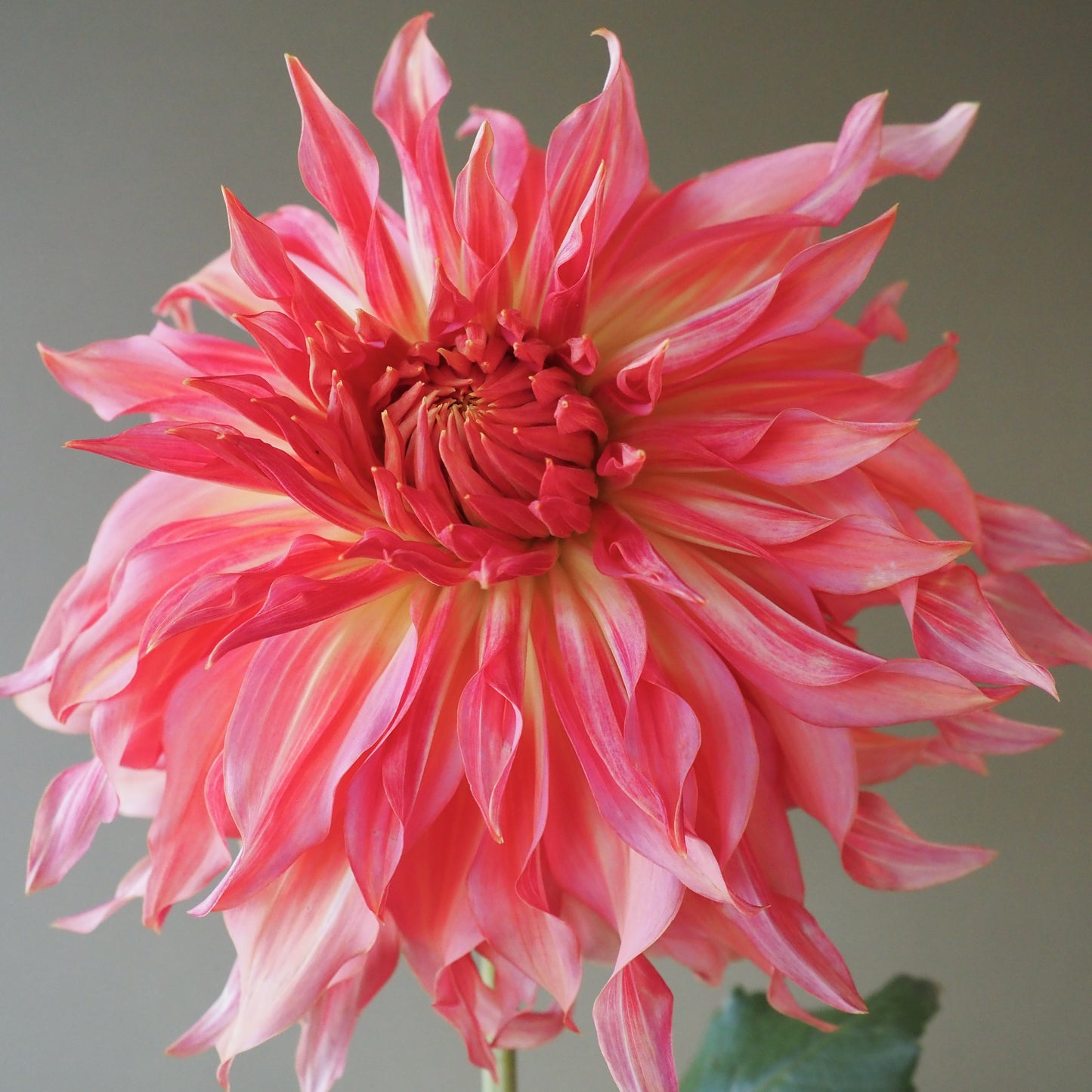 Dahlia Tuber - Penhill Watermelon