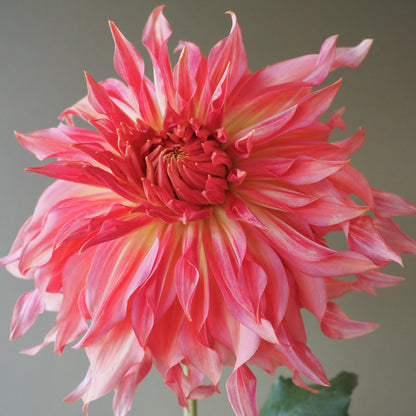 Dahlia Tuber - Penhill Watermelon