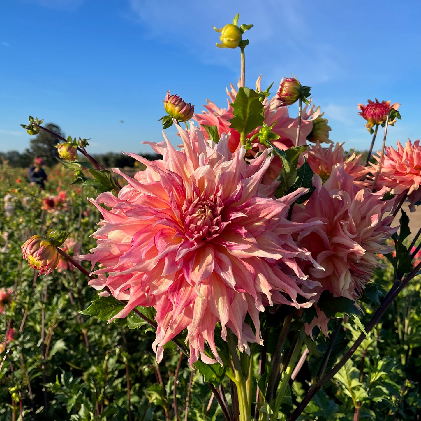 Dahlia Tuber - Penhill Watermelon