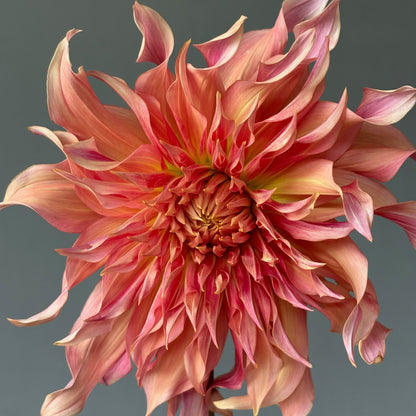 Dahlia Tuber - Penhill Watermelon