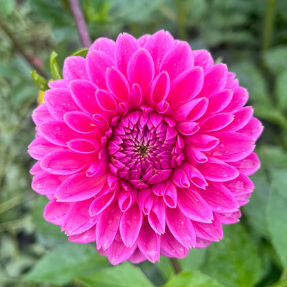 Dahlia Tuber - Peter