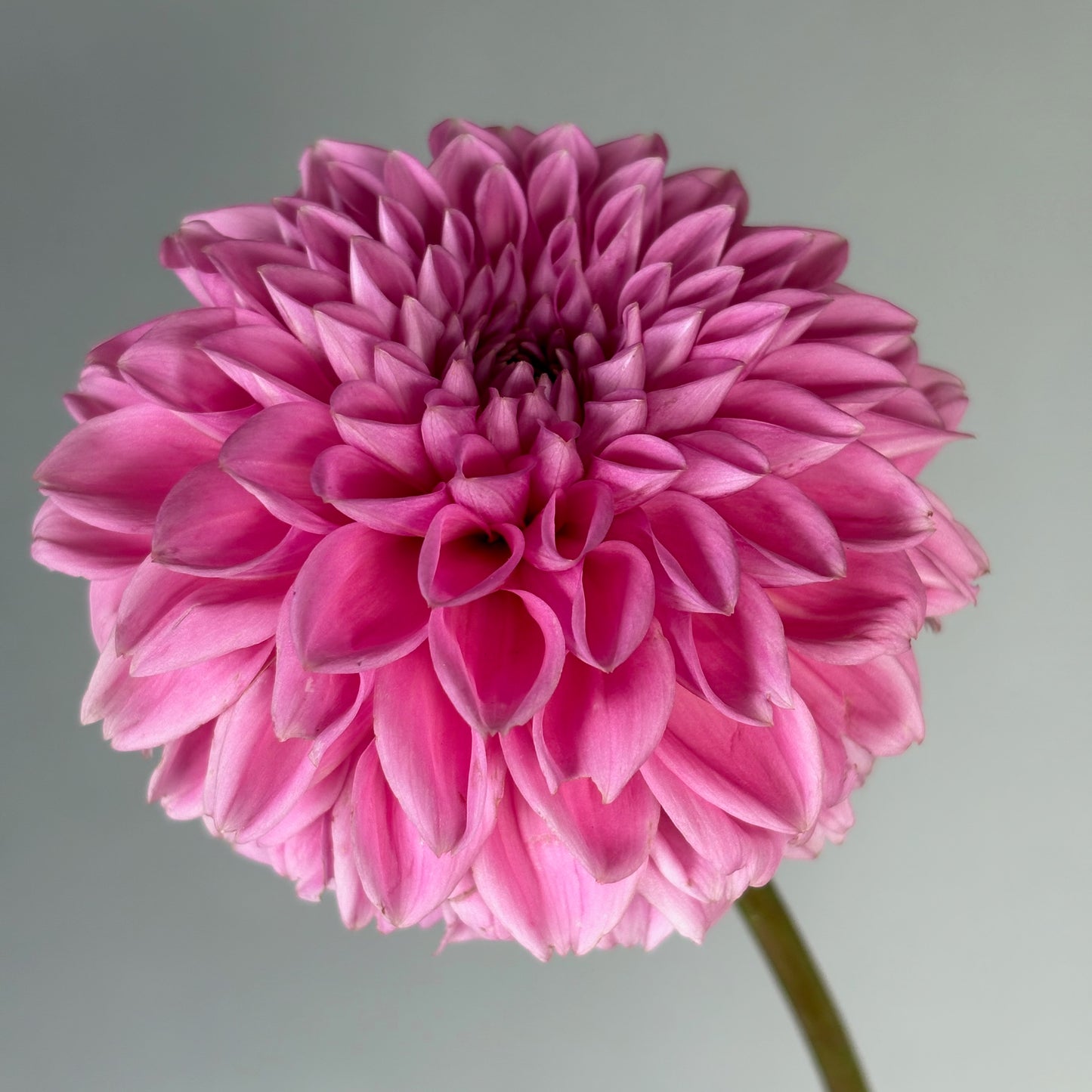 Dahlia Tuber - Peter