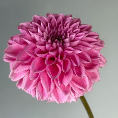 Dahlia Tuber - Peter