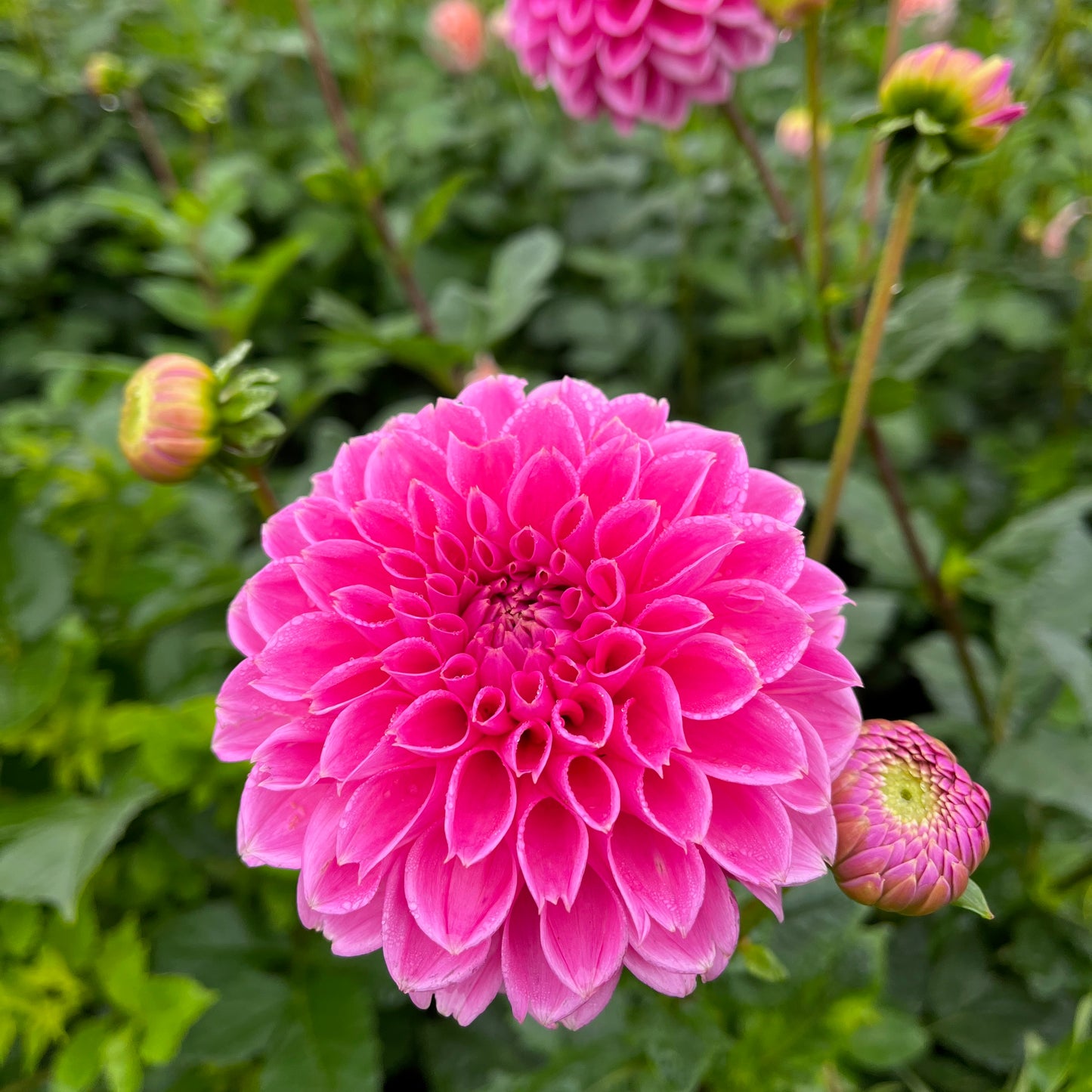 Dahlia Tuber - Peter