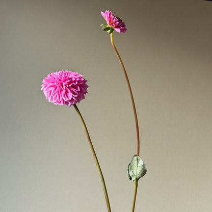 Dahlia Tuber - Peter