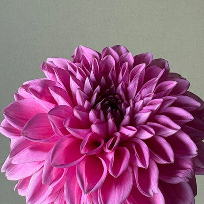 Dahlia Tuber - Peter