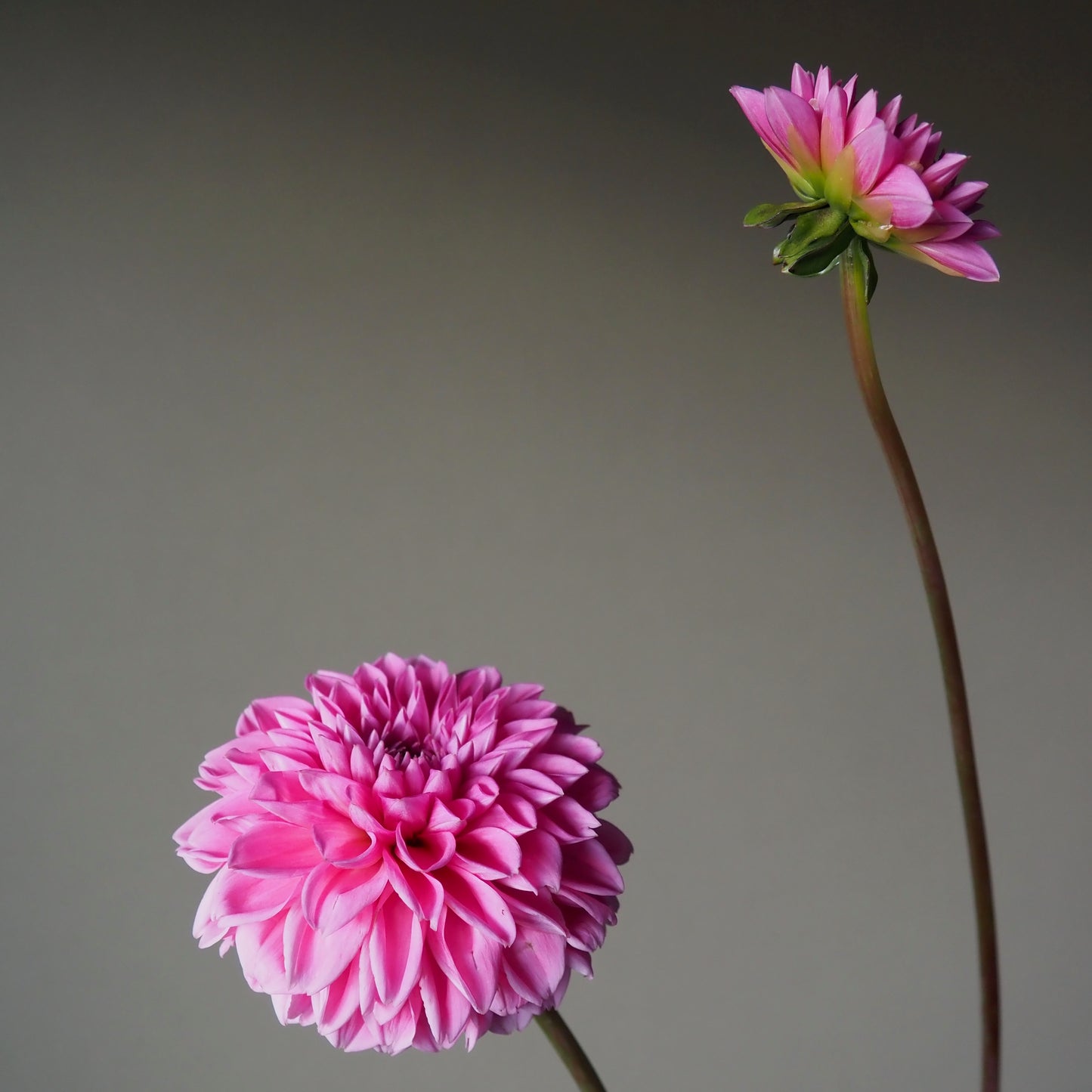 Dahlia Tuber - Peter