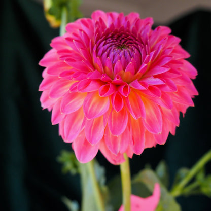 Dahlia Tuber - Pink Suffusion