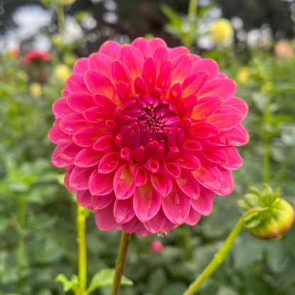 Dahlia Tuber - Pink Suffusion