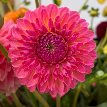 Dahlia Tuber - Pink Suffusion
