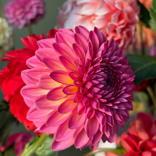 Dahlia Tuber - Pink Suffusion