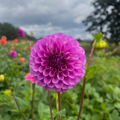 Dahlia Tuber - Robann Royal