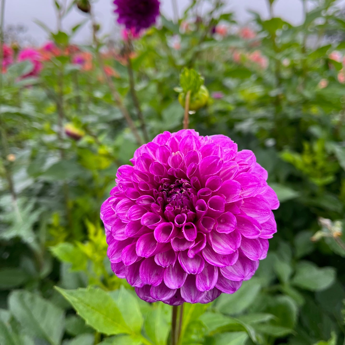 Dahlia Tuber - Robann Royal